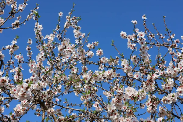 Vårgren Blommande Mandelträd Närbild — Stockfoto