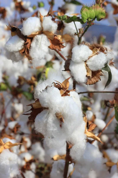 white cotton fields with ripe cotton ready for harvest in Lower Galilee, Israel