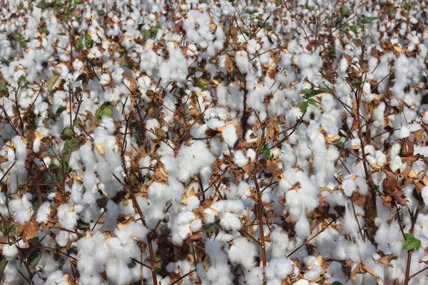 以色列下加利利的白棉田 种植成熟的棉花 准备收割 — 图库照片