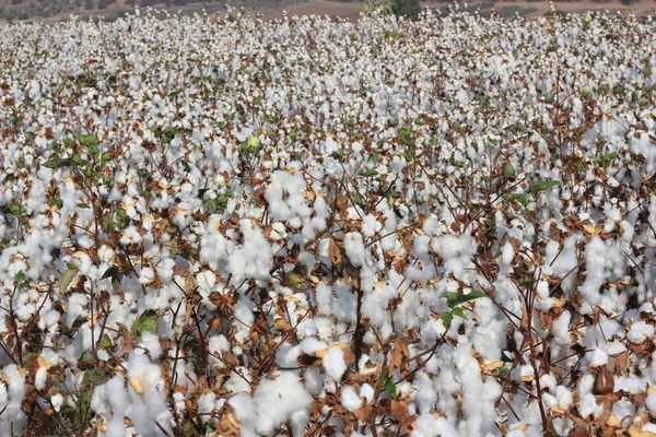 white cotton fields with ripe cotton ready for harvest in Lower Galilee, Israel