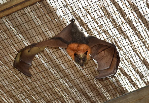 蝙蝠灰色的飞狐倒挂在地上 张开翅膀 看着摄像机 图库照片