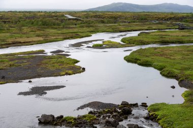 İzlanda 'daki muhteşem vahşi yaşam manzaraları