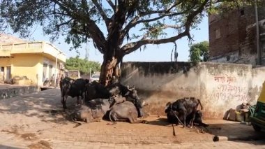 Group of cattle napping under the sun in India