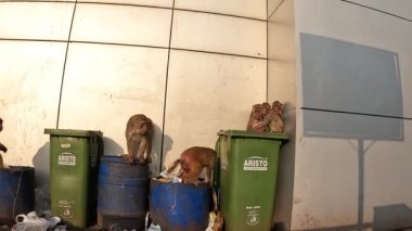 Monkeys digging through garbage and eating trash.
