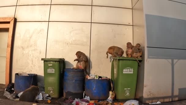 Macacos Cavar Através Lixo Comer Lixo — Vídeo de Stock