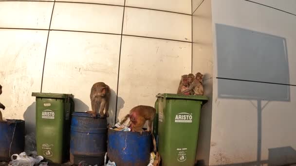 Monkeys Digging Garbage Eating Trash — Stockvideo