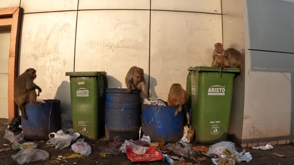 Monkeys Digging Garbage Eating Trash — Vídeo de Stock