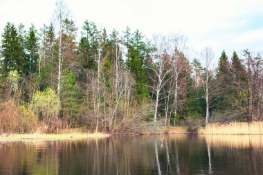 Nehir ve ormanla güzel bir bahar manzarası. Vitebsk bölgesindeki Ovsyanka Nehri, Belarus