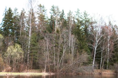 Nehir ve ormanla güzel bir bahar manzarası. Vitebsk bölgesindeki Ovsyanka Nehri, Belarus