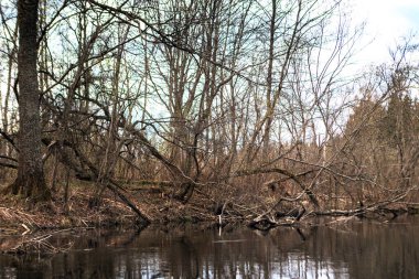 Nehir ve ormanla güzel bir bahar manzarası. Vitebsk bölgesindeki Ovsyanka Nehri, Belarus