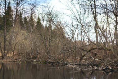 Nehir ve ormanla güzel bir bahar manzarası. Vitebsk bölgesindeki Ovsyanka Nehri, Belaru