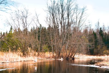 Nehir ve ormanla güzel bir bahar manzarası. Vitebsk bölgesindeki Ovsyanka Nehri, Belarus