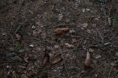 Ormanda yerde köknar kozalakları