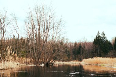 Nehir ve ormanla güzel bir bahar manzarası. Vitebsk bölgesindeki Ovsyanka Nehri, Belarus