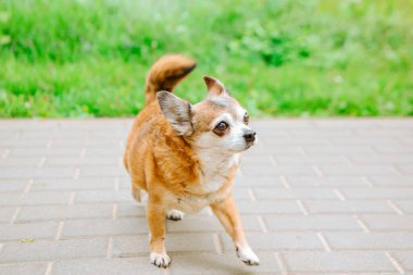 Parktaki cüce kırmızı, safkan bir köpeğin portresi.