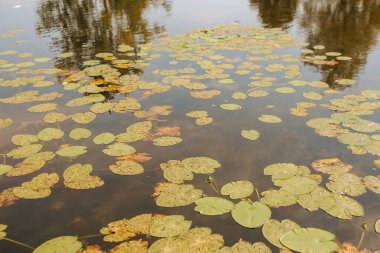 Nilüfer yaprakları suda, doğa geriye dönük desen