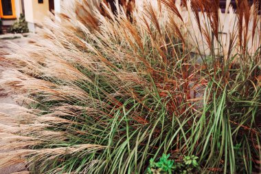 Şehir caddesinde güzel dekoratif çalılar, şehir dekorunun dış unsuru.