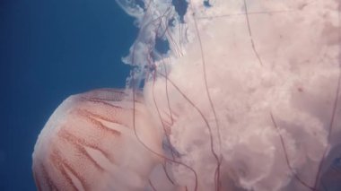 Denizanası leylak iğnesinin sualtı görüntüsü dokunaçlarında güçlü iğneli hücreler içerir ve banyo yapanlar için önemli bir sorun teşkil edebilir.