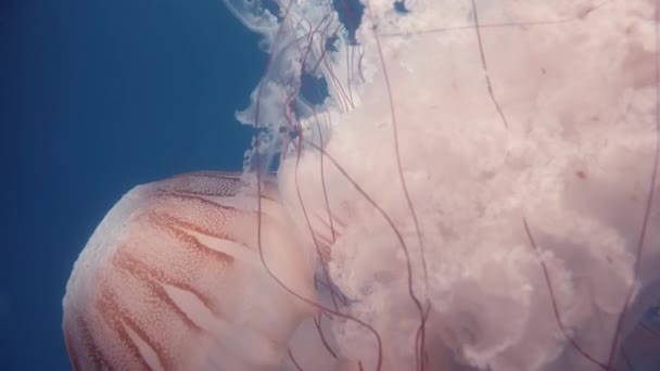 Podwodne Ujęcie Meduzy Mauve Stinger Zawiera Potężne Kłujące Komórki Swoich — Wideo stockowe