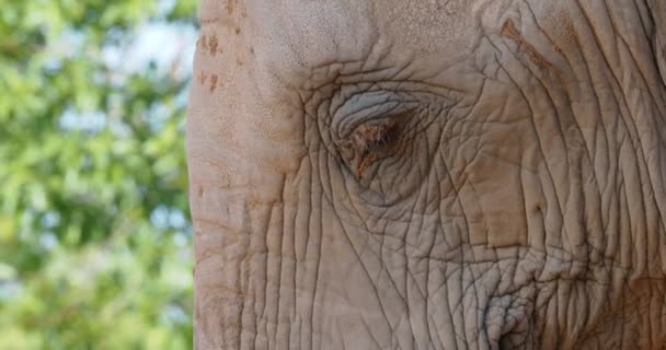 Primer Plano Elefante Arrojándose Tierra Sobre Mismo Bañarse Con Polvo — Vídeos de Stock
