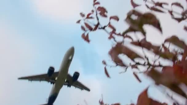 Passagierflugzeug Ist Durch Das Gelbe Laub Eines Baumes Sehen Gewinnt — Stockvideo