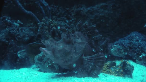 Zbliż Ujęcie Liściastej Ryby Ryby Liściaste Lub Liściaste Scorpionfish Jasne — Wideo stockowe