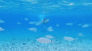 Suyun altında, çizgili şortlu ve yüzme gözlüklü bir genç, açık deniz suyunda, gümüş bir balık sürüsüyle çevrili olarak yüzer. Playa de los muertos, Almerya, İspanya