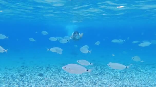 Suyun Altında Çizgili Şortlu Yüzme Gözlüklü Bir Genç Açık Deniz — Stok video