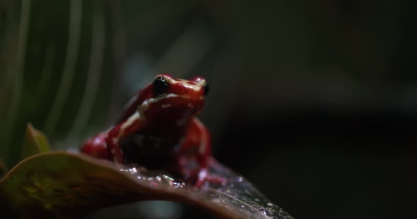 Nahaufnahme Eines Phantasmatischen Pfeilgiftfroschs Auf Dem Blatt Regungslose Rot Weiß — Stockvideo