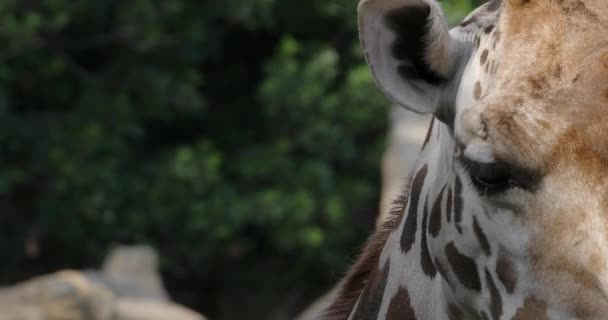 Zbliżenie Żyrafę Żującą Zielonym Tle Szczegóły Dotyczące Głowy Zwierzęcia Okiem — Wideo stockowe