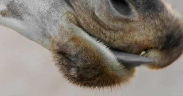 Extremo Close Uma Girafa Comendo Boca Animais Mastigação Vista Língua — Vídeo de Stock