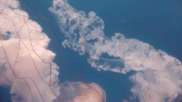 毛刺水母 它们的身体上覆盖着发光的细胞 在受到刺激时会发光 — 图库视频影像