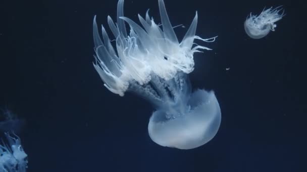 Underwater Close Shot Jellyfish Flame Jellyfish Does Have Tentacles Edge — Stock Video