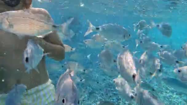 수중에서 고글을 소년이은 물고기 떼에둘러 바닷물 속에서 알메리아 스페인 Playa — 비디오