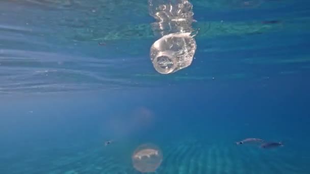 一个塑料瓶子 人们把它扔在水里 四周都是阳光下的鱼 这对环境是有害的 — 图库视频影像