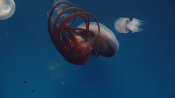 Пламя Медузы Жалит Поймать Крошечных Планктонных Существ Прокормить Себя — стоковое видео