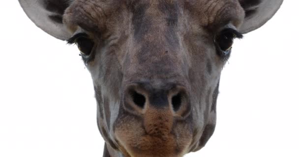 Cabeça Perto Uma Girafa Curiosa Com Narinas Grandes — Vídeo de Stock