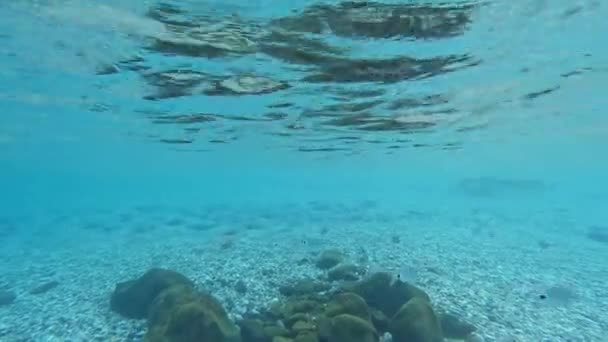 Havets Undervattensinvånare Flock Små Silverfiskar Simmar Grunt Vatten Mellan Stenarna — Stockvideo