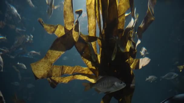 海の中の昆布と魚 — ストック動画