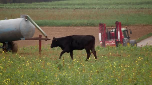 Vaca Negra Camina Través Prado Más Allá Tractor Que Pasa — Vídeo de stock