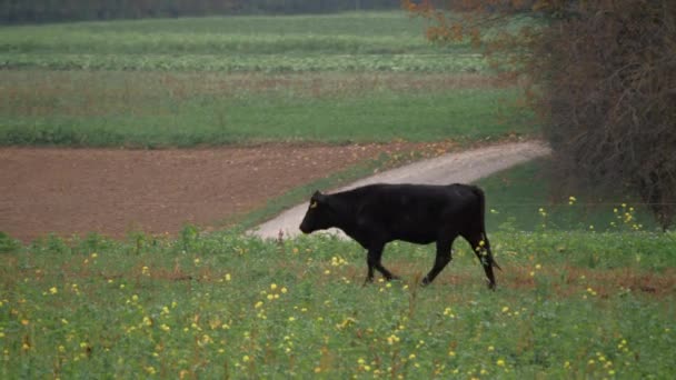 Vaca Negra Camina Través Prado Más Allá Tierra Arada Detiene — Vídeo de stock