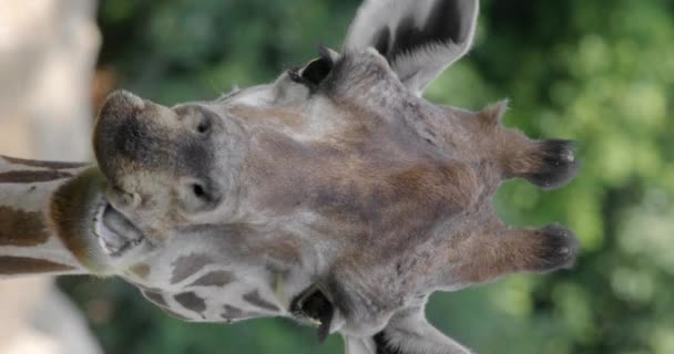 Video Verticale Testa Giraffa Sfondo Verde Sfocato Animali Masticare Cibo — Video Stock
