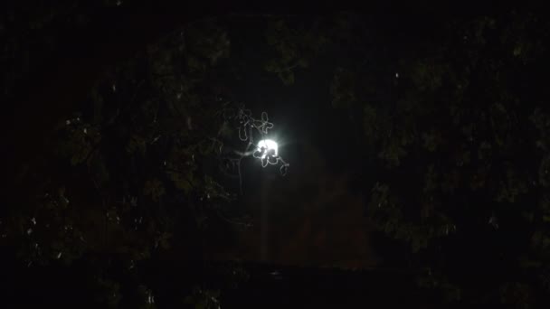 Handheld Shot Spoiled Flashing Light Foliage Trees Night — 图库视频影像