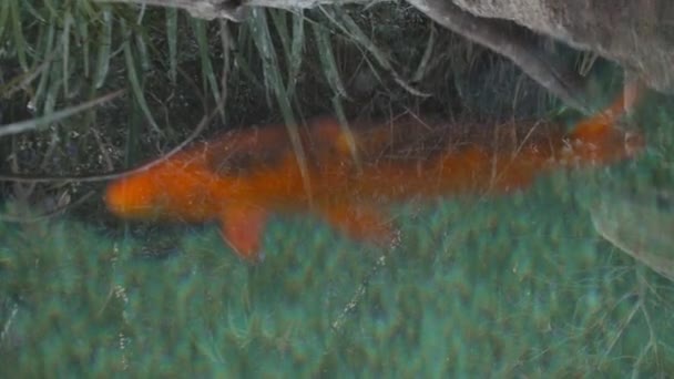 Blurred Silhouette Large Red Fish Swimming Shallow Waters Amidst Seaweed — Stock video