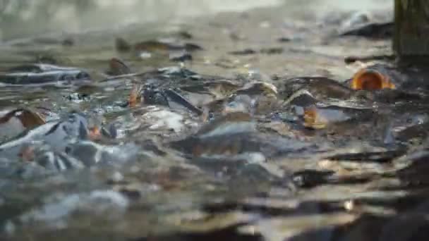 Slow Motion Video Captures Large Group Carp Fish Opening Mouths — Stok Video