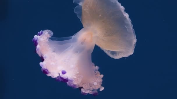 Close Shot Fried Egg Jellyfish Cotylorhiza Tuberculata Endemic Species Mediterranean — Stock Video