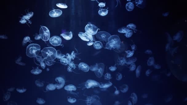 Широкий Снимок Замедленной Съемки Многочисленных Распространенных Медуз Известных Лунная Медуза — стоковое видео