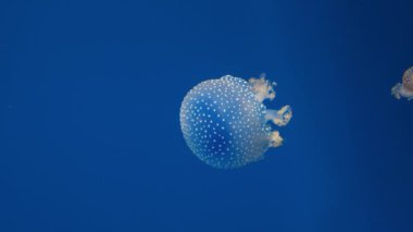 Beyaz benekli denizanası Phyllorhiza punctata 'nın yakın çekim görüntüsü. Aslen Hint-Pasifik bölgesinden gelen istilacı bir tür. Hafif iğneli hücrelere rağmen, bu denizanası...