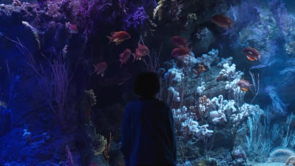 Boy Standing His Back Camera Looking Large Aquarium Dimly Lit — Stockvideo