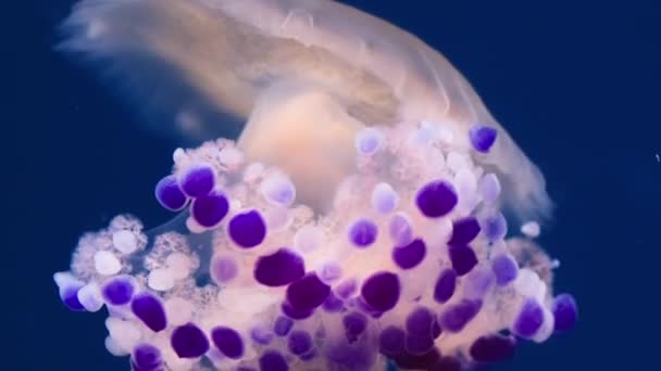 Suyun Içinde Dalgalanan Yumurta Denizanalarının Yavaş Çekim Makrosu Şeffaf Çanları — Stok video